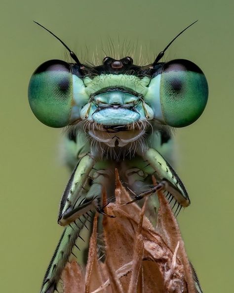 Bee Pictures Art, Dragonfly Artwork, Macro Photography Insects, Insect Photos, Dragon Flys, Micro Photography, Damselflies, Insect Photography, Arte Peculiar