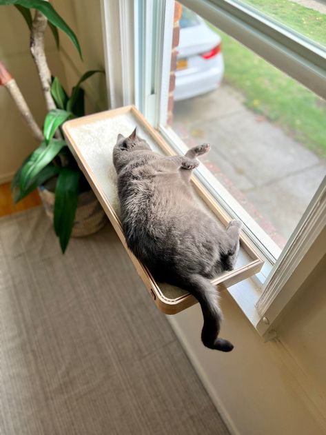 Cat Perch Diy, Cat Window Seat, Cat Window Bed, Cat Area, Window Shelf, Cat Window Perch, Window Perch, Cat Hotel, Colorful Hairstyles