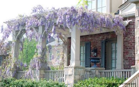 Wysteria can take over and run wild OR it's super easy to prune back hard and shape into one long vine that runs along a roof overhang, dripping with chains of lavender or white or pink to herald in spring time every year without fail. Front Porch Pictures, Front Porch Pergola, Porch Pictures, Wisteria Pergola, Garage Pergola, Roof Overhang, Cheap Pergola, Pergola Garden, Pergola Attached To House