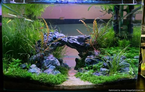 Cool Fish Tank Decorations, Fish Tank Themes, Goldfish Tank, Fish Tank Terrarium, Cool Fish Tanks, Aquascape Design, Fish Tank Design, Aquatic Garden, Shrimp Tank