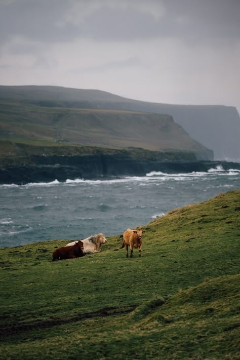 Escape to Ireland's winter wonderland! 🇮🇪☘️ Explore the wild coastal cliffs of Howth, dotted with charming fishermen's villages and panoramic views. Dive into The Burren's mystical landscapes, where rugged beauty meets ancient history. Then, cozy up in Kildare's quaint countryside, home to lush greenery and historic castles. In this blogpost we're sharing all our tips how to discover the magic of Ireland in winter! #IrelandTravel #WinterEscapes Ireland Winter Aesthetic, West Coast Ireland, Rural Ireland Aesthetic, Living In Ireland, Ulster Ireland, Winter In Ireland, Ireland Winter, Ireland Countryside, Howth Ireland