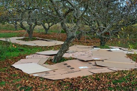 Food Forest Garden, Orchard Garden, Permaculture Gardening, Permaculture Design, Edible Landscaping, Food Forest, Forest Garden, Apple Orchard, Food Garden