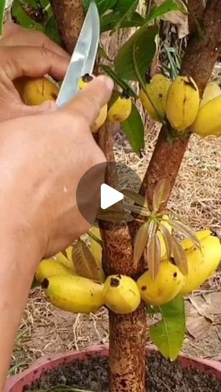 The Planto Facts on Instagram: "How to grow banana fruit in mango tree #reels #Instagram" Growing Banana Trees, Grow Banana Tree, How To Grow Bananas, Banana Fruit, Mango Tree, Banana Tree, Reels Instagram, Lemon Tree, March 1