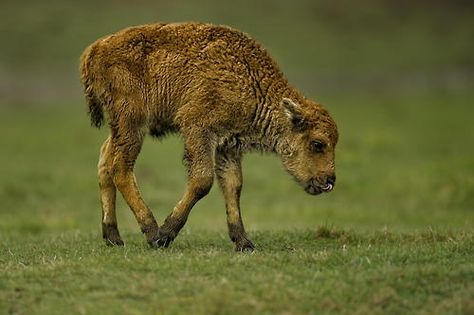 Bison Calf Baby Bison, Baby Buffalo, American Bison, Brown Bear, Character Design Inspiration, Animal Photography, Animals Wild, Buffalo, Character Design