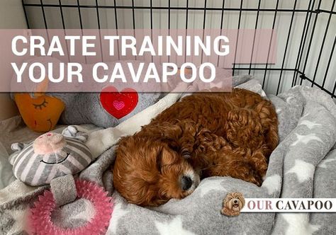 Puppy Play Pen Setup, Cavapoo Puppy Training, Cavapoo Training, Cavapoo Dogs, New Puppy Checklist, Cavapoo Puppy, Friendly Dogs, Training Puppy, Crate Training Puppy