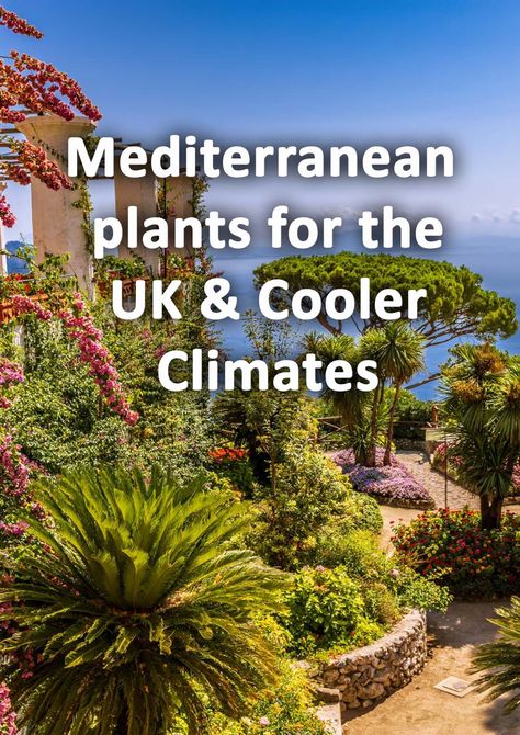 Mediterranean Garden Uk Style, Low Maintenance Mediterranean Garden, Garden Flower Bed Ideas Uk, Mediterranean Coastal Garden, Uk Mediterranean Garden, Mediteranian Garden Design, Mediterranean Style Garden Ideas, Uk Garden Plants, Mediterranean Garden Ideas Uk