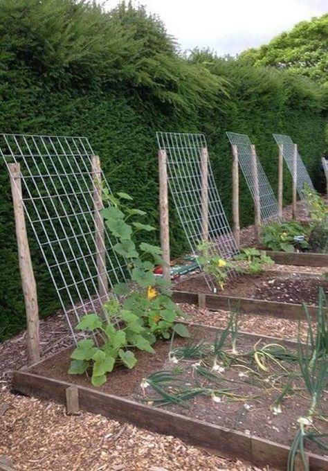 Our Beginner Gardening Tips / Raised Garden Bed Tips | A Hosting Home Plantarea Legumelor, Beginners Landscaping, Small Vegetable Gardens, Vegetable Garden For Beginners, Diy Raised Garden, Plants Growing, Backyard Vegetable Gardens, Walled Garden, Veg Garden