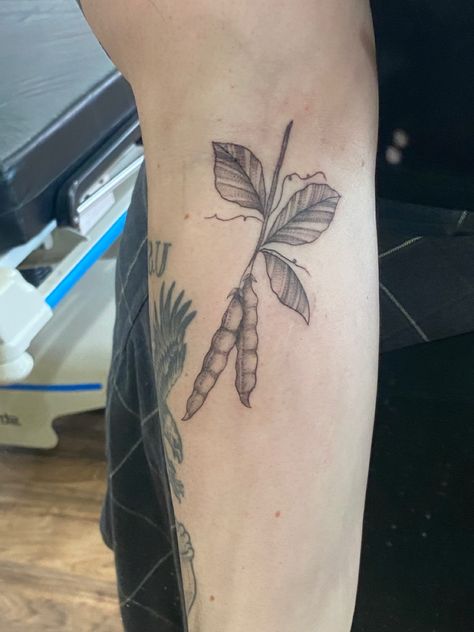 Green Bean Tattoo, Soybean Tattoo, Cool Beans Tattoo, Bean Plant Tattoo, Sprout Tattoo Plant, Soybean Plant Tattoo, Beans Tattoo, Murphy Tattoo, Bean Tattoo