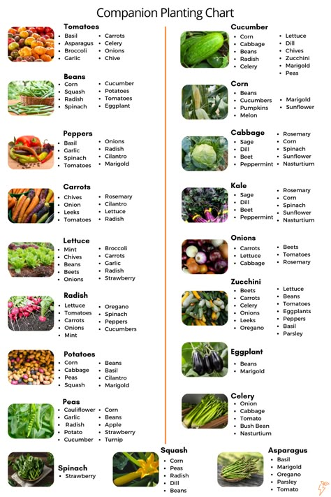 Vegetable Garden for Beginners: A Complete Guide Veggie Garden Beginner, Zone 10 Vegetable Garden, Best Plants For Beginners, Garden For Beginners Vegetable, How To Design A Vegetable Garden, Garden Ideas For Vegetables, Backyard Garden For Beginners, Diy Garden Layout Ideas, Diy Vegetable Garden For Beginners