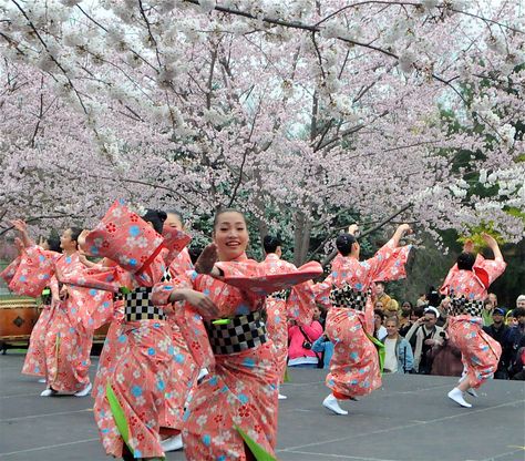 Cherry Blossom festival Japan Japan Cherry Blossom Festival, Cherry Blossom Outfit, Japan Cherry Blossom, Travel Picture Ideas, Cherry Blossom Festival, Festivals Around The World, Kumamoto, Japanese Cherry Blossom, Bucket List Destinations