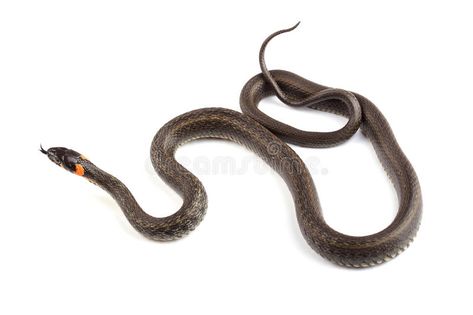 Grass snake (Natrix natrix) isolated on white. Background , #affiliate, #Natrix, #snake, #Grass, #natrix, #Background #ad Snake Grass, Grass Snake, White Stock, Reptiles, Art Sketches, Stock Photography, Tattoo Ideas, Close Up, White Background