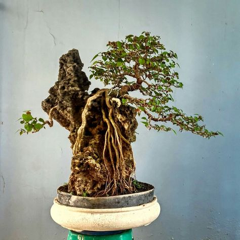 Bonsai Kimeng, Bonsai On The Rock, Hobbit Garden, Bonsai Diy, Bonsai Nursery, Bonsai Ficus, Bonsai Forest, Bonsai Tree Care, Mini Aquarium