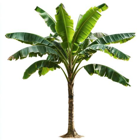 Banana Tree Png, Banana Tree Leaves, Shadow Tree, Palm Tree Background, Green Png, Palm Tree Plant, Tree Background, Emoji Photo, Tree Png