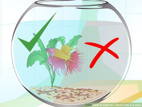 How to Care for a Betta Fish in a Vase (with Pictures) - wikiHow Pet Beta Fish Care, Betta Fish Bowl, Betta Care, Small Fish Tanks, Betta Aquarium, Fish Vase, Betta Fish Care, Betta Tank, Beta Fish