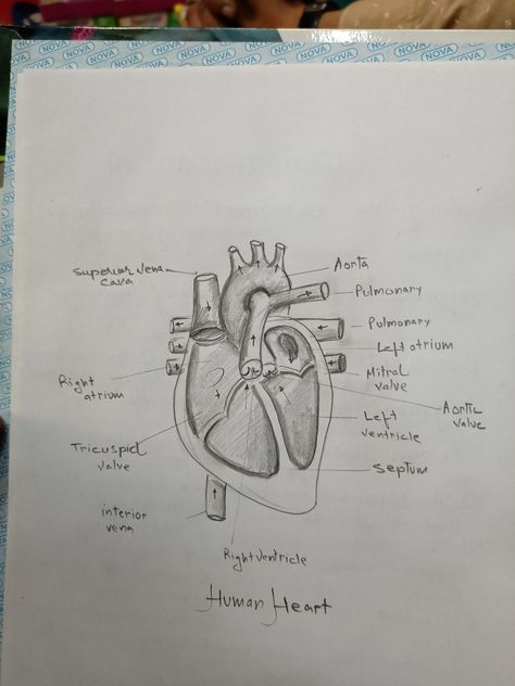 Heart Anatomy Drawing Sketches, Study Types, Physiology Art, Drawing Biology, Human Eye Diagram, Anatomy Diagrams, Biology Drawing, Neet Notes, Biology Diagrams