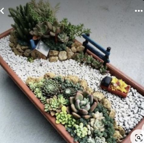 Mini Cactus Garden, Kaktus Dan Sukulen, Fairy Garden Pots, Succulent Garden Design, Fairy Garden Designs, Fairy Garden Crafts, Succulent Garden Diy, Dish Garden, Succulent Gardening