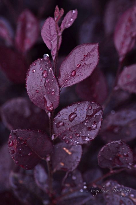 Gotas...Drops... Plum Color Palette, Maroon Aesthetic, Burgundy Aesthetic, Fall Purple, Purple Flowers Wallpaper, Dark Winter, Flower Phone Wallpaper, Water Droplets, Plum Color