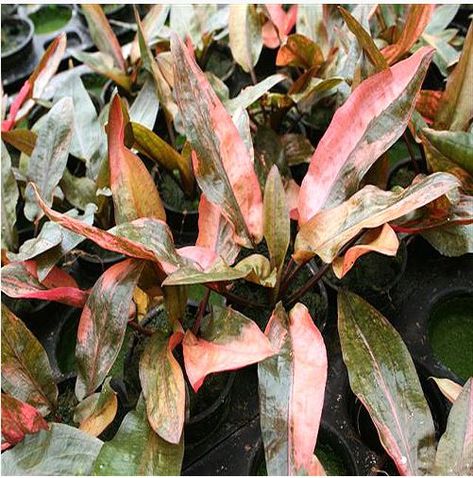 Cryptocoryne Wendtii Florida Sunset Aquarium Plant 2 Desert Aquarium, Cryptocoryne Wendtii, Clearwater Aquarium Florida, Neocardinia Shrimp, Aquascape Plants, Caridina Shrimp Tank, Neocardinia Shrimp Tank, Freshwater Aquarium Plants, Aquarium Supplies