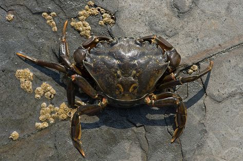 Green Shore Crab (Carcinus maenas) | Dave Hunt Photography | Flickr Green Crab, Production Design, Octopus, Crab, Fish, Green, Animals, Photography, Design