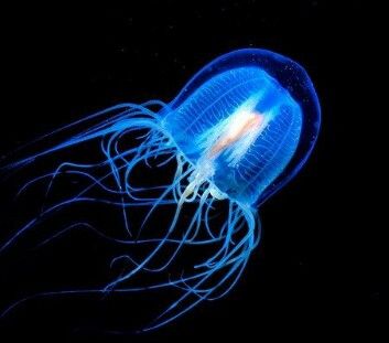 Irukandji Jellyfish, Immortal Jellyfish, Jellyfish Species, Jellyfish Tentacles, Deadly Creatures, Salt Water Fish, Legends And Myths, Underwater Creatures, Story Of The World