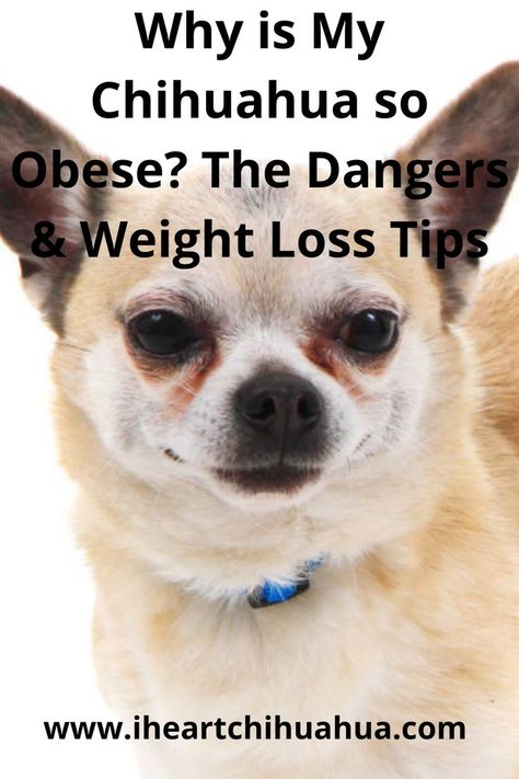 Are you afraid that your Chihuahua’s weight might start to hurt his health? Congratulations, you’ve found the right piece. It has all the information you need to keep your Chihuahua healthy and in great shape. Fun Exercises, Healthy And Happy, American Kennel Club, Chihuahua, Turning, Health