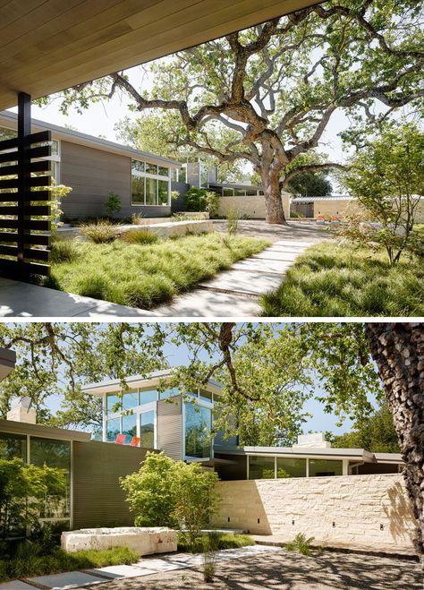 Various paths in the landscaped courtyard, designed by Bernard Trainor + Associates, lead to the different areas of the home. Bernard Trainor, Tree Courtyard, Landscaped Courtyard, Contemporary Courtyard, Mass Planting, Native Grasses, California Garden, Old Oak Tree, Modern Garden Design