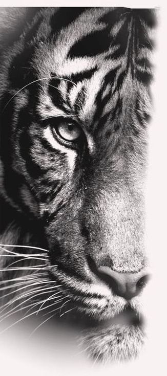 Tiger Wallpaper for mobile phone, tablet, desktop computer and other devices HD and 4K wallpapers. Tiger Eyes Tattoo, Tiger Tattoo Sleeve, Regard Animal, Tiger Tattoo Design, Tiger Wallpaper, Lion Wallpaper, Tiger Tiger, Tiger Design, Tiger Art