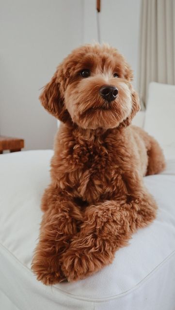 Choco The Goldendoodle on Instagram: "⬇️ you asked for it! ⬇️ We are often asked, “what do you ask for at the groomers? I can’t seem to get it quite right.” If you have a particular haircut in mind, you can print out photos and instructions, bring them in, and share your thoughts. However, the coat textures of doodles vary, so make sure to communicate with your groomer and see if the exact style is obtainable with your pup! If you like Choco’s “puppy cut,” ask for the following:  • Short ears. Short Haircuts For Goldendoodle, Labradoodle Puppy Haircut Style, Cavapoo Short Haircut, Mini Goldendoodle Haircuts, Labordoodle Haircuts, Cockapoo Teddy Bear Haircut, Cockapoo Haircut Styles Short, F1b Goldendoodle Haircut, Cockapoo Haircut Styles Teddy Bear