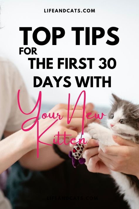 How To Train A Kitten To Do Tricks, Tips For New Kitten Owners, New Cat Owner Checklist, Introducing New Kitten To Cat, Introducing A Kitten To A Cat, How To Take Care Of Kittens, What Do You Need For A New Kitten, Preparing For Kittens, How To Train A Kitten Cat Behavior