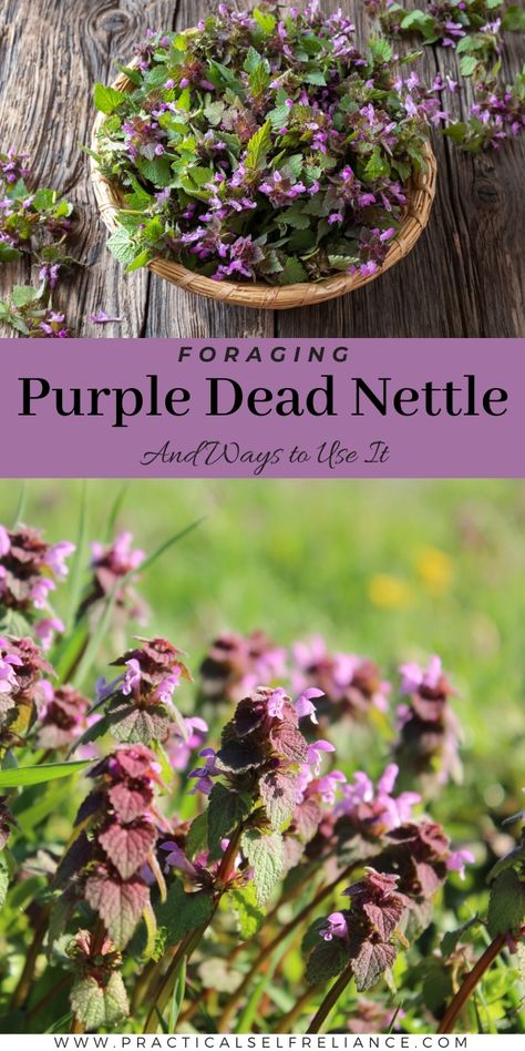 Nettle Infusion, Nettle Benefits, Purple Dead Nettle, Plantain Salve, Nettle Tincture, Dandelion Salve, Spring Foraging, Medicinal Wild Plants, Medicinal Weeds