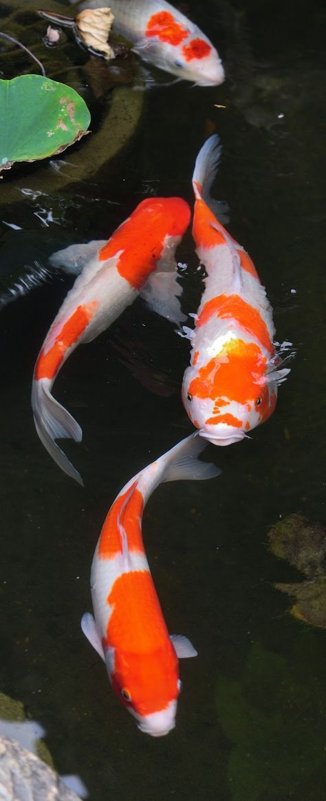 Picture of colorful koi fish at a pond.  #colorful #koi #fish #pond Colorful Koi Fish, Koi Fish Colors, Fish Information, Ikan Air Tawar, Coy Fish, Koi Painting, Koi Fish Drawing, Koi Art, Carpe Koi