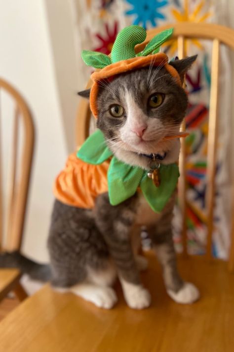 Orange Cat Costume, Costume For Cats, Cute Cat Costumes, Orange Hat, Couple Costumes, Cat Halloween Costume, Orange Hats, Pumpkin Costume, Cat Costume