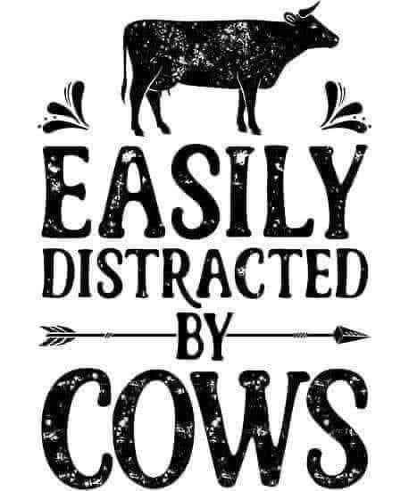 Cow Quotes, Cow Pictures, Cow Decor, Farm Gifts, Country Quotes, Cow Shirt, Cow Art, Easily Distracted, A Cow