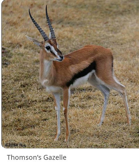 Some Gazelles look much like Springboks but, the colours are a little more contrasting, and the faces are browner in Gazelles. Their horns are longer, curved, wrinkled, sharply pointed, and thick at the bases. Gazelles live in grasslands and sometimes in the deserts also. Thomson's Gazelle, Thomson Gazelle, Animal Studies, Pygmy Goat, Cincinnati Zoo, Reference Photos For Artists, Cute Goats, Animal Study, Animal References