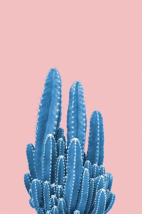 Cactus Aesthetic, Brick Patterns Patio, Blue Cactus, Brand Color Palette, Cactus Art, Color Inspo, Watercolor Flower, Cactus And Succulents, Christmas Tree Lighting