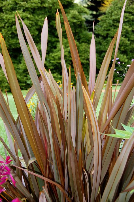 Phormium Plant Remedies, California Landscaping, Pollinator Garden Design, New Zealand Flax, Ferns Care, Plants Beautiful, Low Water Gardening, Plant Zones, Gardening Trends