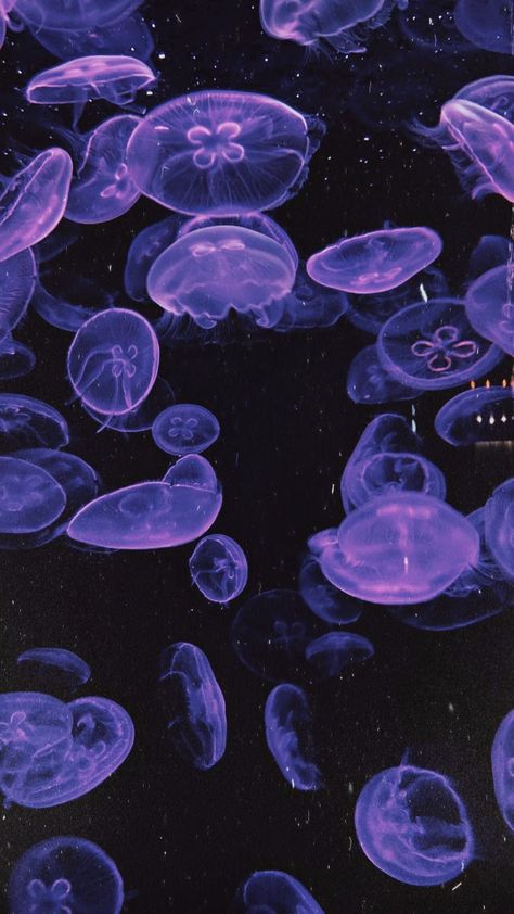 Purple Jellyfish, Jellyfish Pictures, Genos Wallpaper, Dark Purple Wallpaper, Pixel Art Background, Jellyfish Art, Fish Wallpaper, Purple Themes, Ocean Wallpaper