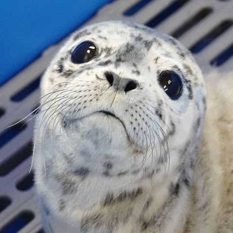 Seals Cute, Silly Seal, Funny Seals, Harp Seal, Cute Seals, Seal Pup, Cute Animals Images, Silly Images, Silly Animals