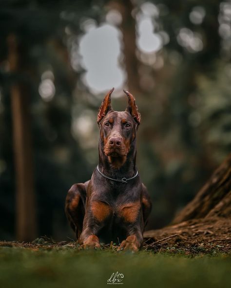 Doberman Pinscher Photography, Cai Characters, Doberman Photography, Dogs Aesthetic, Doberman Pinscher Dog, Scary Dogs, Working Dog, Doberman Dogs, Cute Dogs And Puppies