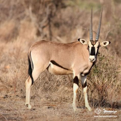 #DidYouKnow? The Arabian Oryx is the national animal of #Jordon, #UAE & #Qatar Arabian Oryx, Desert Fox, National Animal, All Animals, African Wildlife, Ocean Life, Qatar, Public Domain, The National