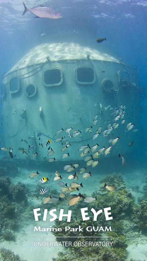 Explore the tropical sea surrounded by beautiful corals and colorful fish all around you. #guam #vacation #culturaltourism #marinetourism #dolphin #snorkeling #attractions #entertainment #グアム #グアム旅行 #フィッシュアイマリンパーク #スノーケリング #괌 #괌여행 #피쉬아 이 #돌핀 #스노클링#關島 #關島之旅 #魚眼海洋公園 #生態浮潛 Guam Vacation, Underwater Observatory, Tropical Sea, Fish Eye, Colorful Fish, Snorkeling, Diving, Entertainment, Fish