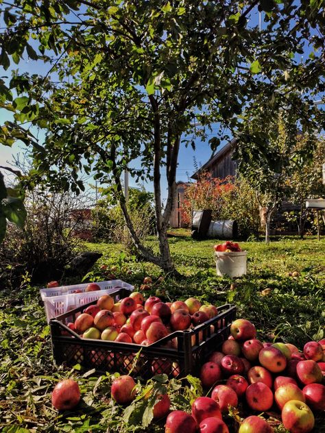 Farm Images, Apple Core, Apple Orchards, Apple Farm, Fall Apples, Apple Harvest, House Design Photos, Apple Orchard, Autumn Photography