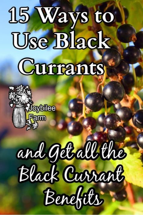 15 Ways to Use Black Currants and Get all the Black Currant Benefits | #preservingtheharvest Black Currant Oil Benefits, Black Currant Benefits, Black Currant Plant, Black Currant Recipes, Black Currant Juice, Currant Recipes, Currant Bush, Currant Jelly, Garden Fruit