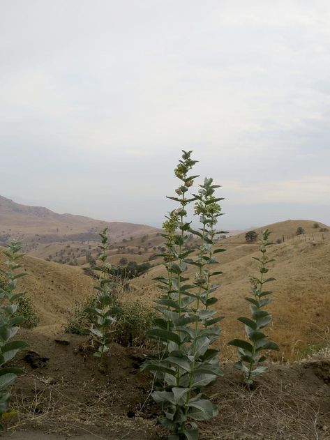 Asclepias erosa Desert Milkweed out in the desert Desert Milkweed, Opuntia Basilaris, Milkweed Plant, Asclepias Tuberosa, California Native Plants, Great Basin, California Desert, Plant List, Desert Plants