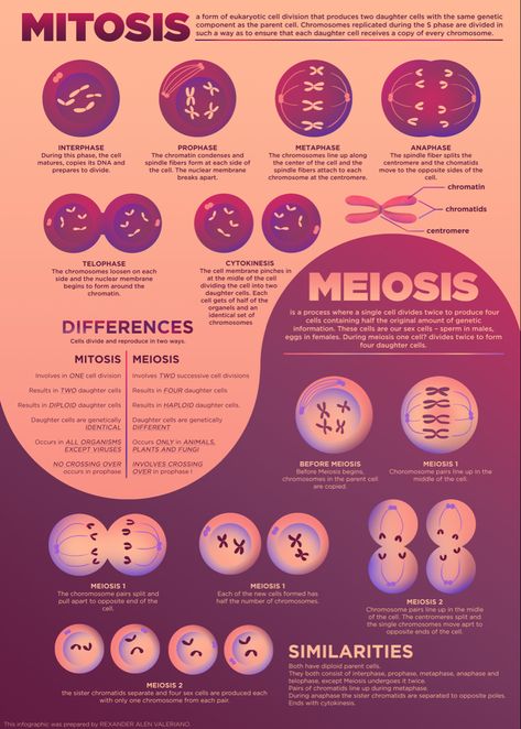 Cell Cycle Difference and Simolarities Gen Biology Design, Genetics Infographic, Interphase Cell Cycle, Cell Cycle Project, Meiosis 1 And 2, Cell Cycle Diagram, Cell Infographic, Cell Cycle Notes, Mitosis Notes