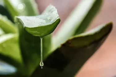 Aloe Vera: Health Benefits, Common Uses, Side Effects, and Risks Heat Rash Remedy, Home Remedies For Rashes, Aloe Vera Uses, Rashes Remedies, Calamine Lotion, Hydrocortisone Cream, Heat Rash, Excessive Sweating, Sun Care