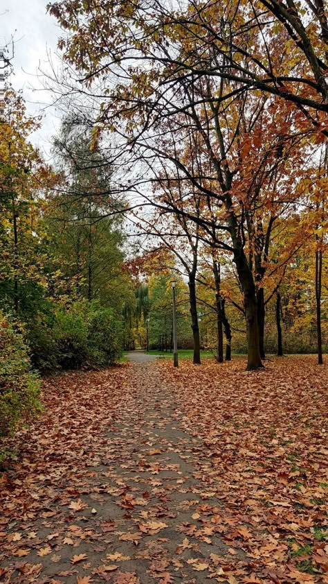 Autumn Mood Board, Fall Feeling, Gilmore Girls Seasons, I Love Autumn, Fall Mood Board, New England Fall, Dreamy Photography, Seasons Autumn, Fall Mood