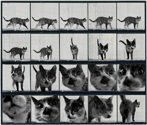 Photography Sequence, Edward Muybridge, Animation Help, Sequence Photography, Eadweard Muybridge, Narrative Photography, Photo Sequence, Vintage Cats, Horse Galloping