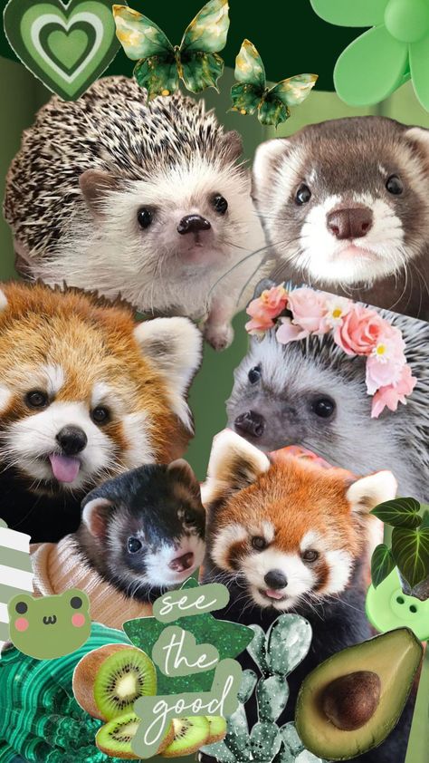 my favorite animals #redpanda #ferret #hedgehog #cute #animals #cuteanimals #wallpaper #collage #collagewallpaper Hedgehog Wallpaper, Hedgehog Cute, Wallpaper Collage, Favorite Animals, Red Panda, Ferret, Wall Collage, My Favorite, Cute Animals