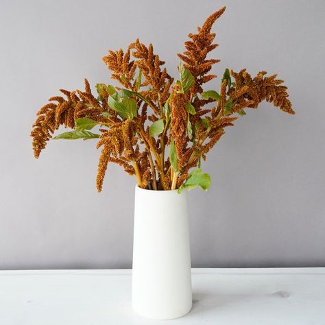 orange amaranthus - Google Search Bronze Amaranthus, Bronze Color Scheme, Fifty Flowers, Flower Varieties, Amaryllis Flowers, Orange Glow, Modern Color Palette, Wedding Vision, Flower Care